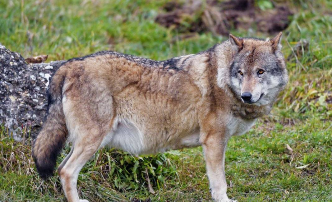 Anadolu Parsını avlayanlar yandı! Cezası 30 milyon lira - Resim: 14
